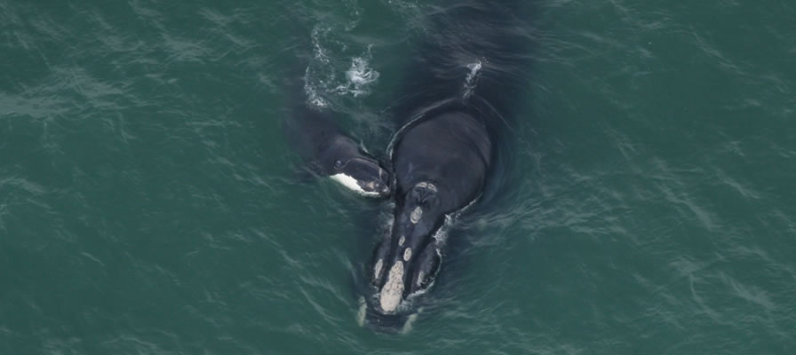 right whale with calf off the coast of the southeastern United States